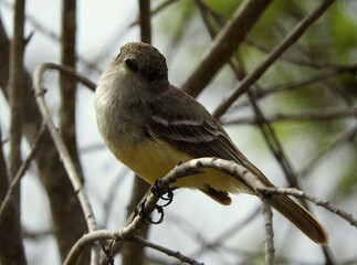 Eastern Phoebe perched on a branch