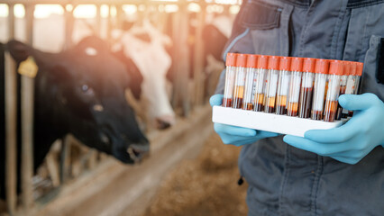 Veterinarian hold test tube with animal blood from cow for analysis monitoring health on livestock cattle farm, banner. © Parilov