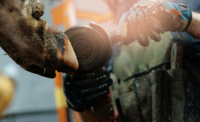Closeup of farrier trimming cow hoof with angle grinder in farm setting