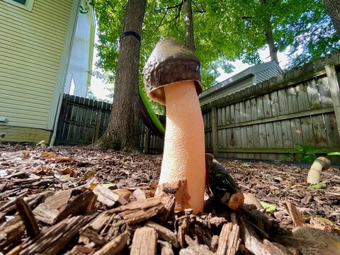 phallic mushroom