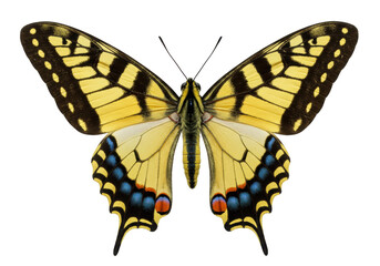 Fototapeta premium Isolated Swallowtail butterfly with open wings, close-up beauty of nature in all its glory