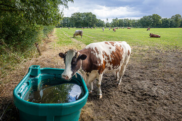 Typical Dutch image of cows in a meadow surrounded by trees and a cow drinking water from a large water trough