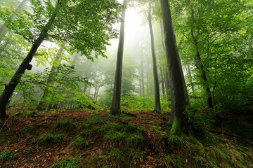 Odenwald forest on a foggy morning