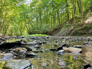 stream in the woods