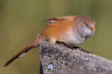 Bartmeise  am Federsee