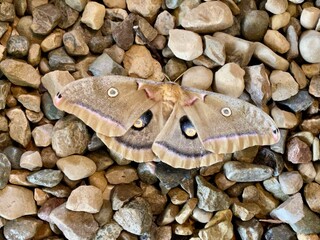 moth on rocks