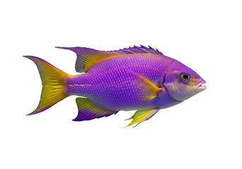 Isolated royal dottyback, a purple and yellow tropical saltwater fish from the coral reef