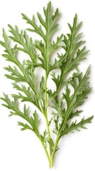 Fototapeta premium Green Artemisia Leaves Isolated on White Background, Herbal Medicine Concept