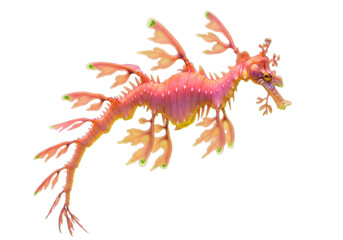Isolated leafy sea dragon cutout swimming, marine animal with ornate, colorful appendages