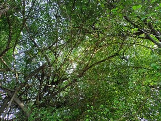 Dense Green Tree Canopy with Sunlight Filtering Through the Leaves