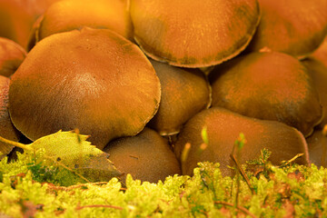 Wie kleine Kupferdächer schmiegen sich die Pilze dicht an dicht aneinander, als hätten sie sich...