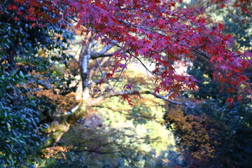 紅葉