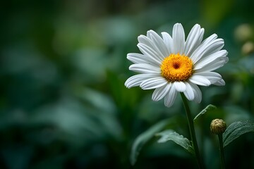 Fototapeta premium Beautiful, close-up photorealistic shot of a single white daisy with a yellow center. The flower is in sharp focus against a softly blurred green background.