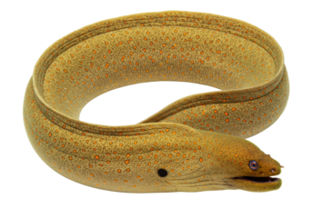 Isolated yellow moray eel, a marine fish that lacks pectoral and pelvic fins, is slithering