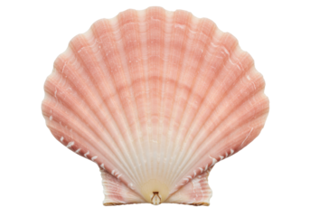 Isolated pink scallop seashell, a bivalve mollusk with ribbed, fan-shaped valve and frilled edge