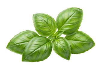 Isolated fresh green basil leaves arrangement, vibrant herb aroma, garden ingredient, nature