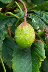 Bogue &eacute;pineuse du marronnier d'Inde 
