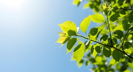 Fresh green leaves under bright blue sky