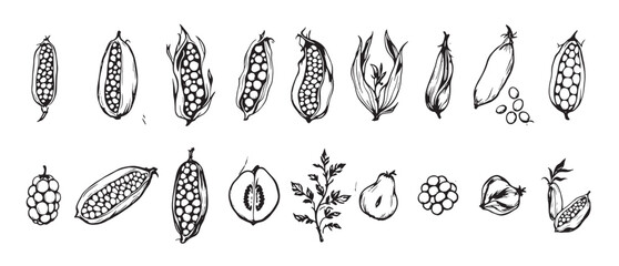 corn beans peas and other vegetables in a sketch