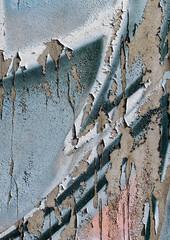 cracked and peeling paint on a wall surface. The weathered texture shows layers of faded blue and white paint flaking off, revealing an aged and distressed background. Perfect as a grunge overlay.