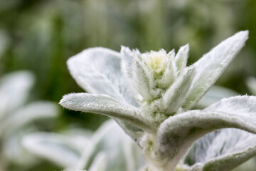 The woolly one. sheep's ears. a green shaggy plant. close-up. natural light.