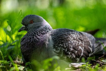 A blue pigeon is sitting in the grass .colorful photo . bokeh. close-up. space for the text. blurred background with highlights. bokeh.