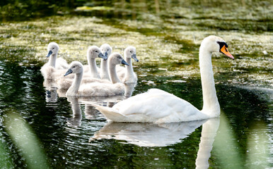 Mute Swan With Chicks