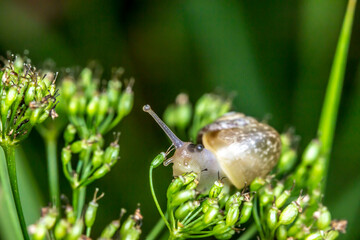 forest snail on a dark background. wildlife. colorful detailed macro photo of an insect. close-up. space for text. screensaver. bokeh
