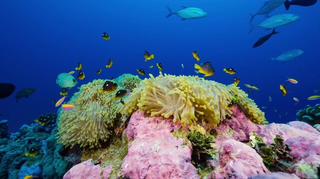 Wide angle underwater shot of bright yellow anemone with yellow and orange fish swimming above and blue water background