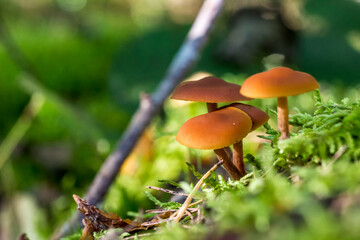 Fototapeta premium poisonous mushrooms galerina. on a blurred background. colorful macro photography of mushrooms. wildlife. beauty of wildlife. close-up. free space. space for text. screensaver.