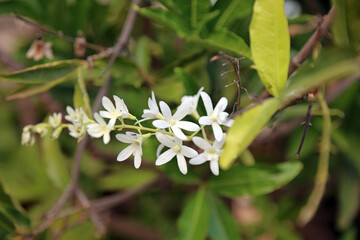 Macro image of white Purple Wreath blooms, Kenya Africa
