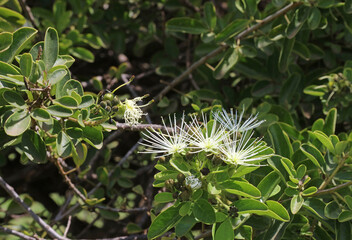 Macro of African Caper blooms, Kenya Africa
