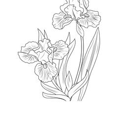 Iris flowers 