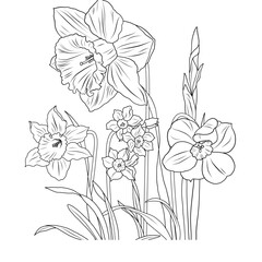 Daffodils and narcissus flowers set 