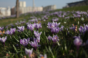 The flowering of crocuses on the slope