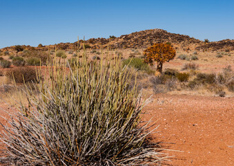Euphorbia dregeana is a desert plant and succulent shrub, typically distinguishable by its segmented stems resembling cactus paddles found in the Northern Cape of SA and Namibia
