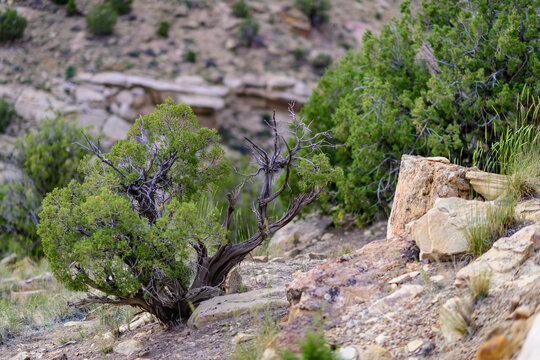 Solitary drought tolerant trees, desert plants in a natural hillside landscape in Utah, USA