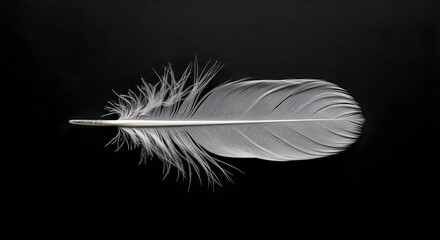 A minimalist and artistic shot of a single white feather resting on a sleek black surface, illuminated by a beam of light or spotlight.