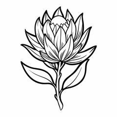  leucadendron-salignum line art flower on white background