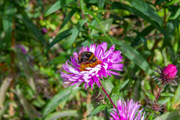 A macro photo of a bumblebee collecting nectar and pollen on a bright purple aster flower. Summer backdrop featuring insects, flowers, pollination, and wildlife in the garden.