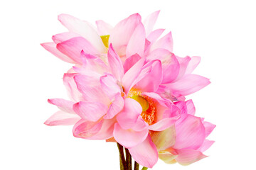 Elegant Pink Lotus Flowers with Delicate Petals and Vibrant Colors