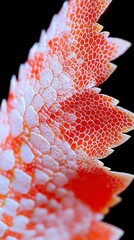 Colorful sea creature close-up, vibrant red and white details, showcasing natural beauty, suitable for marine life education.