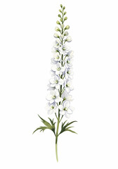 Obraz premium Watercolor Delphinium A Blooming White Flower Portrait