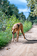 Brown dog wearing harness standing alert on a wooden bridge in natural environment