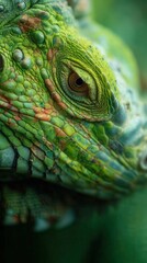 Fototapeta premium Close-up of vibrant green lizard, detailed scales and expressive eyes, showcasing reptilian beauty and texture.