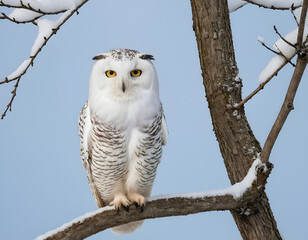 White winter owl perched on a tree branch in a winter snow landscape, beautiful wildlife winter wonderland with copy space snow bird, snowy owl on branch