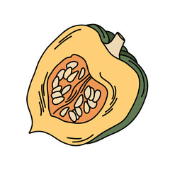 Acorn pumpkin with seeds cut down the center. Detailed and colorful illustration.