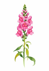 Obraz premium Watercolor Painting of a Blooming Pink Snapdragon Flower on White Background