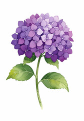 Watercolor Hydrangea Flower Blossom A Delicate Floral Illustration