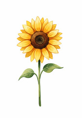 Fototapeta premium Watercolor Sunflower A Radiant Botanical Illustration of Summer's Beauty